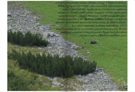 medvědice se dvěma medvíďaty v Temnosmrečinské dolině (Tatry)