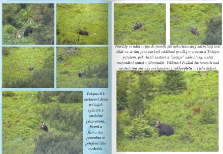 medvěd v Tiché dolině (Tatry)